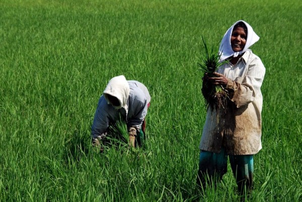 Workers in a rice field in the Allepey Backwaters in Kerala, India. © David Taylor