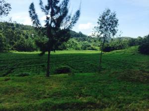 Congolese countryside