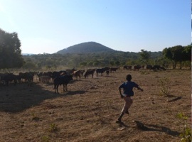 A young boy looks after his families’ cattle at the farmstead in Chongwe District, rural Zambia